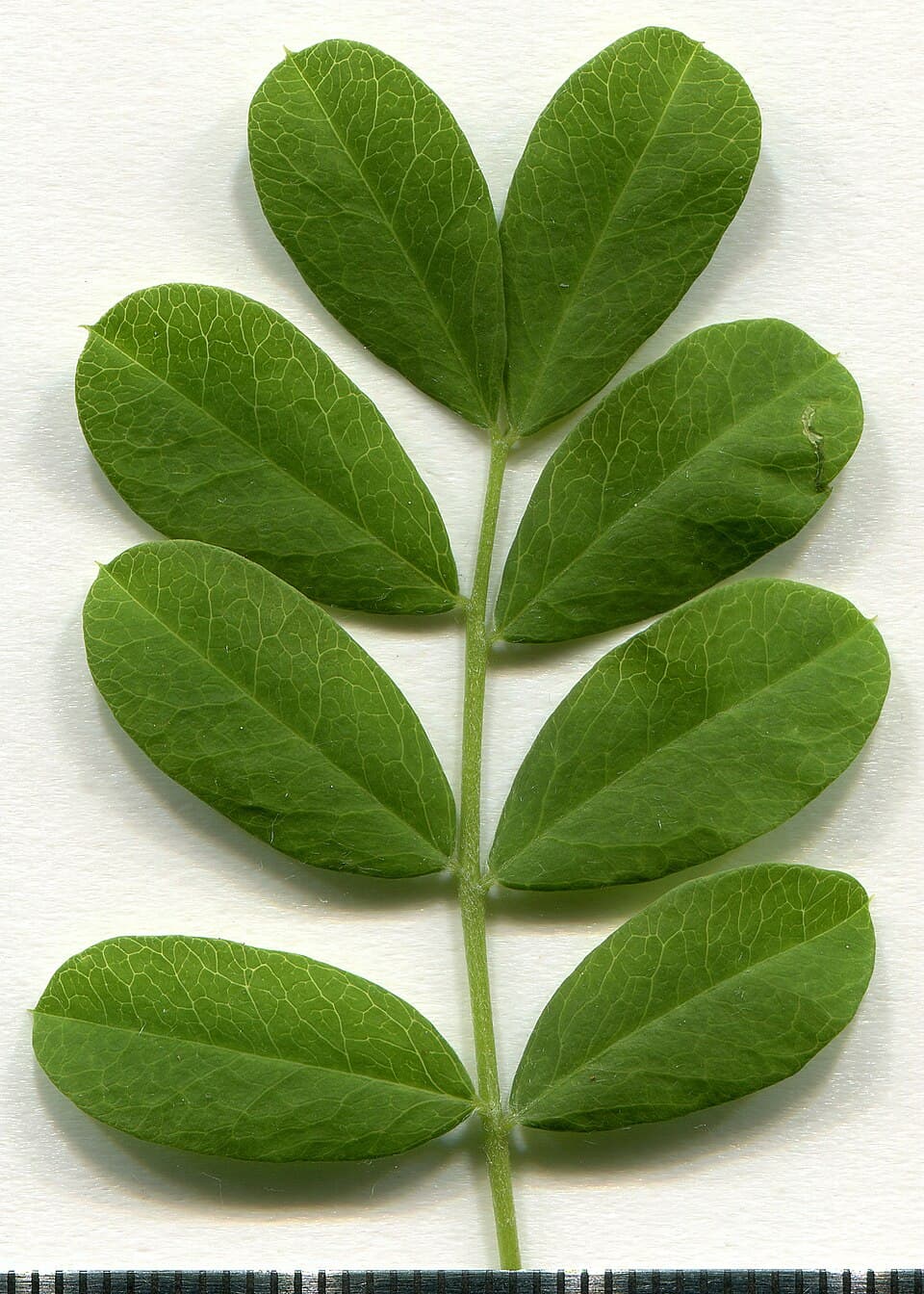 Acacias