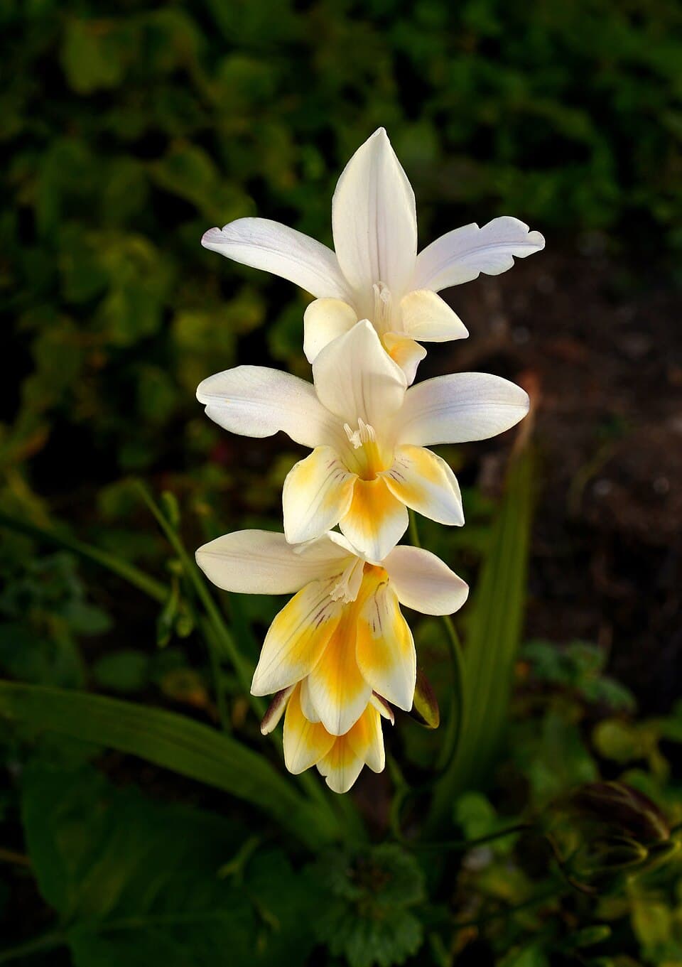 African Freesia Petals