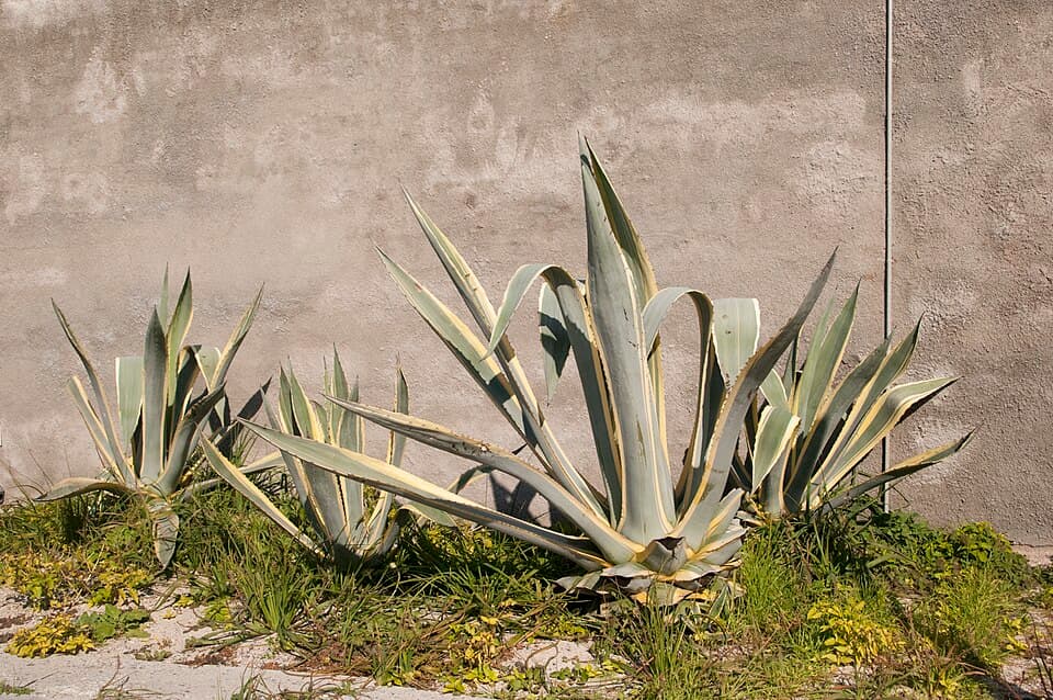 Agave Nectar
