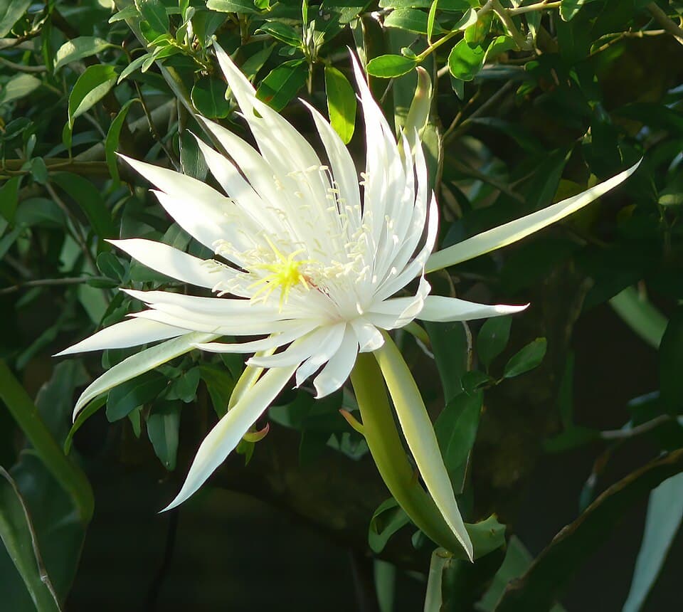 Cactus Flower