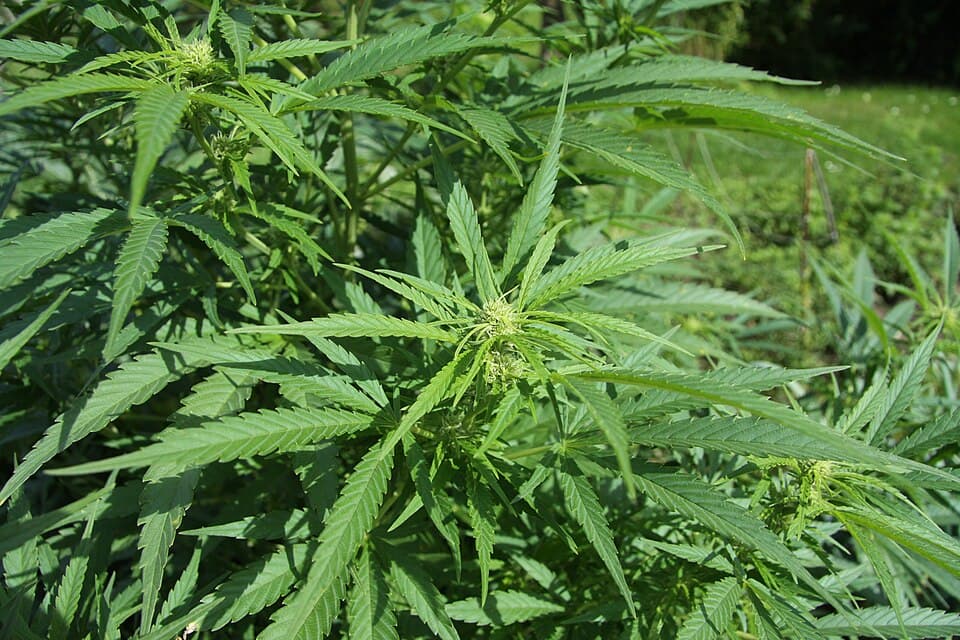 Cannabis Accord