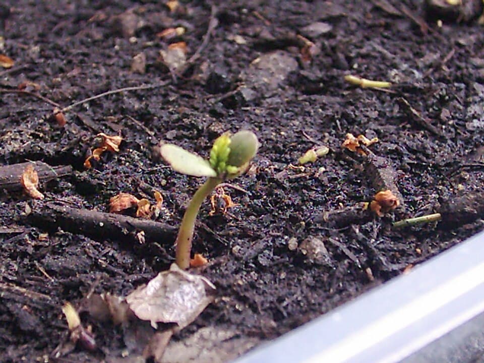 Cannabis Leaf