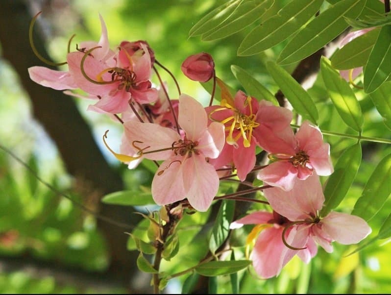 Cassia