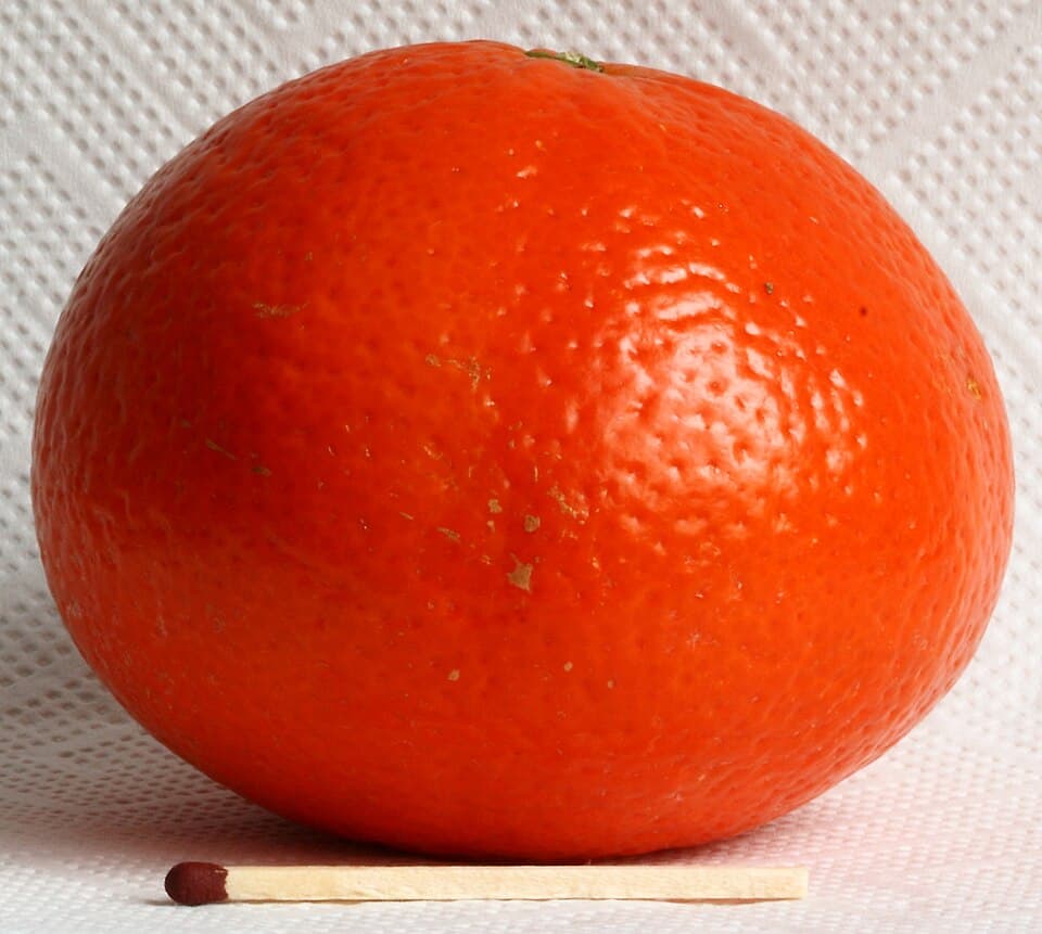 Clementine
