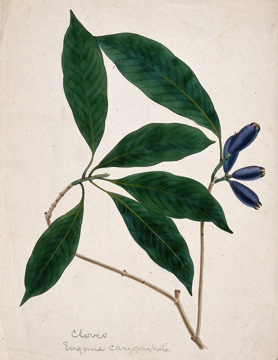 Clove Leaf