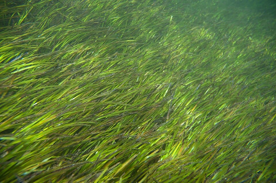 Coastal Seagrass