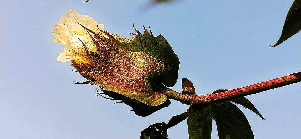 Cotton Flower