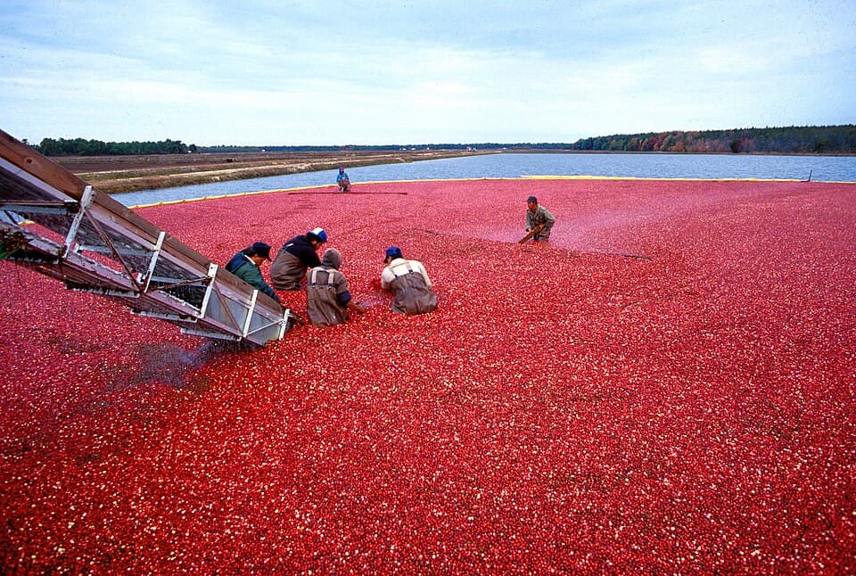 Cranberry