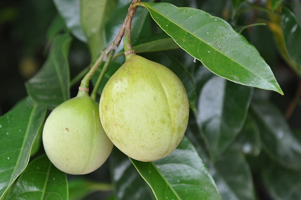 Creamy Nutmeg