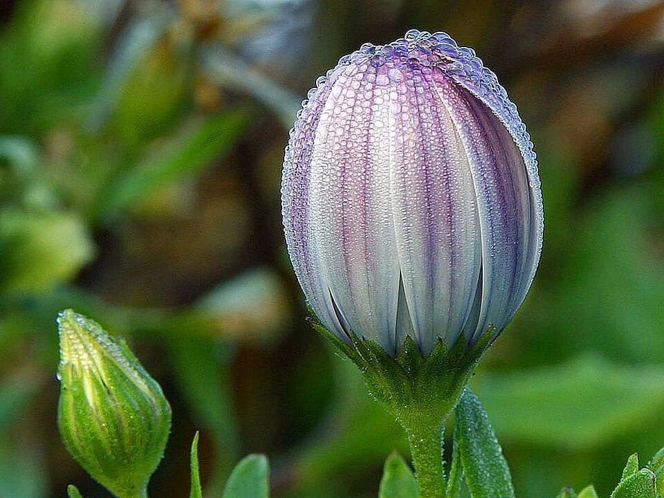 Dewy Green Accord
