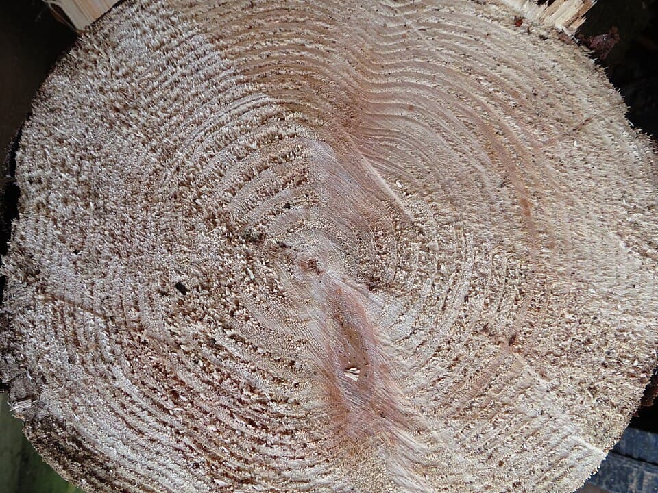 Douglas Fir