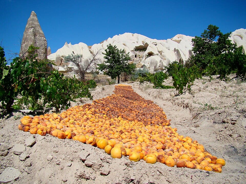 Dried Apricots