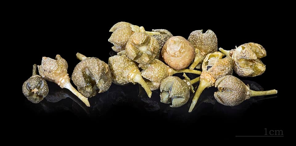 Dried Fruits