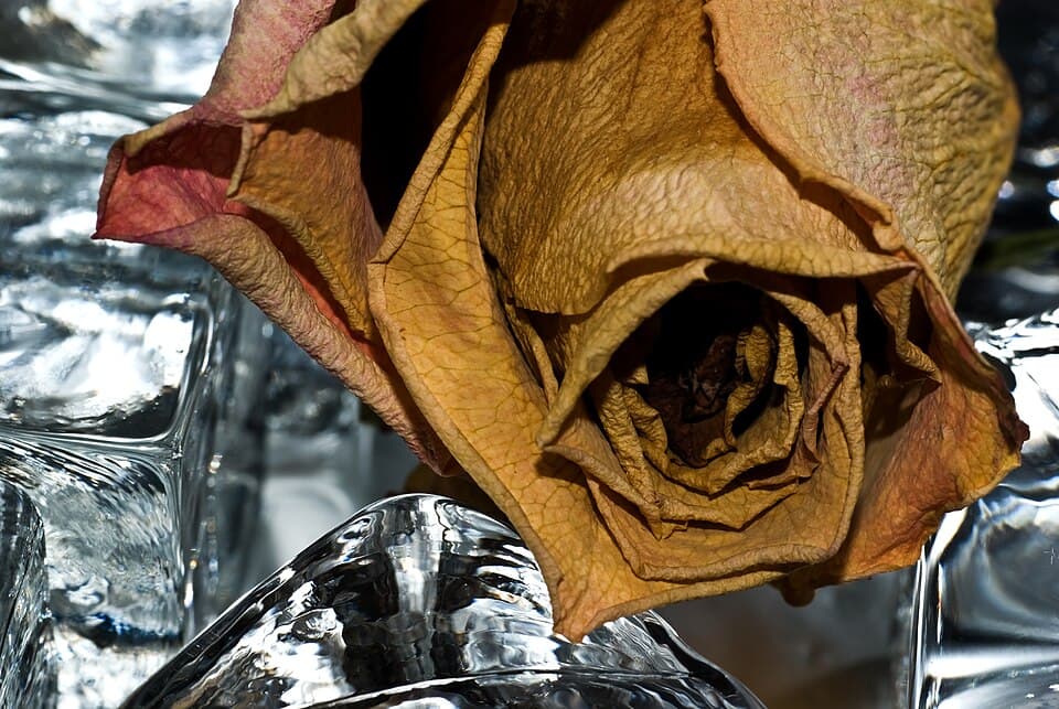 Dried Rose