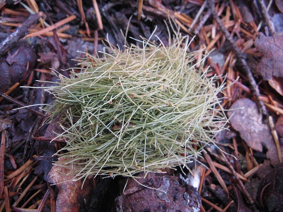 Fir Resin