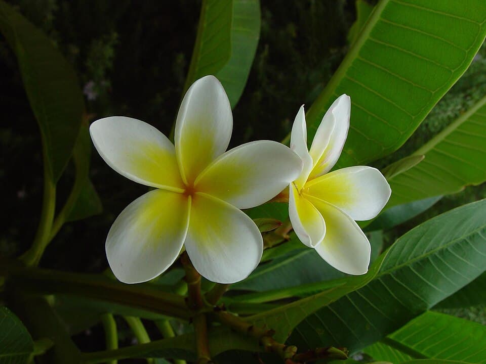 Frangipani Flower