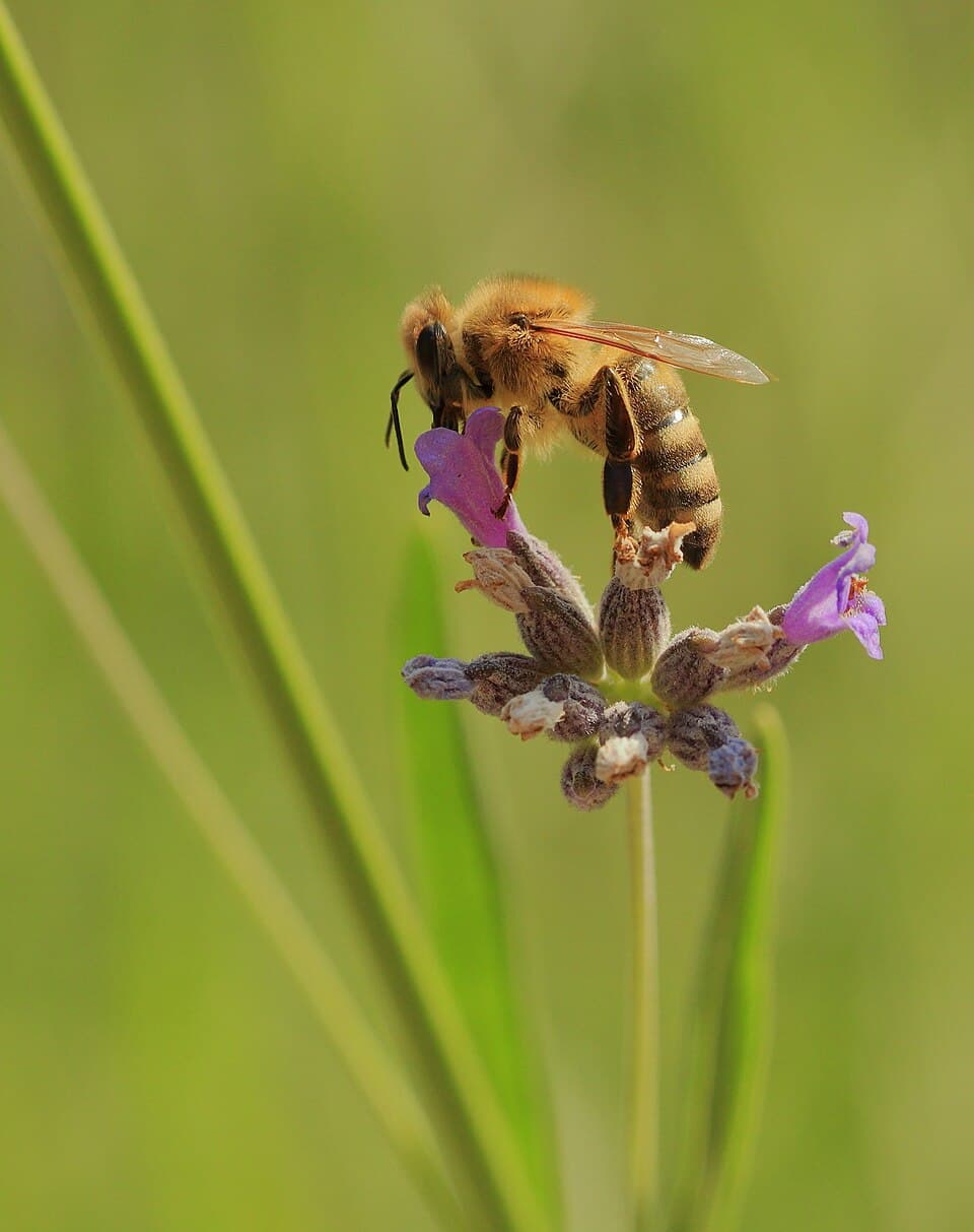 French Lavender Oil