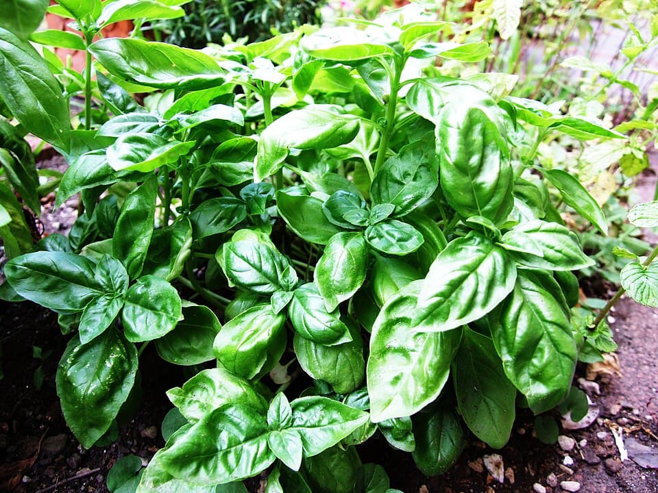 Fresh Basil