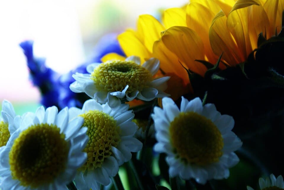 Fresh Cut Flowers