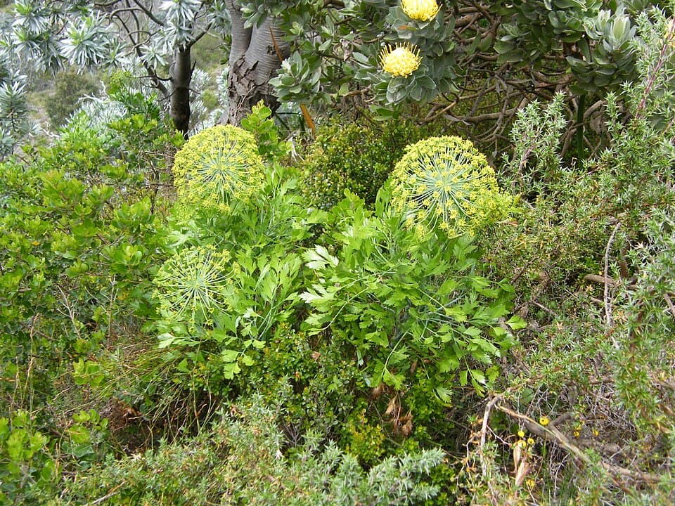 Galbanum