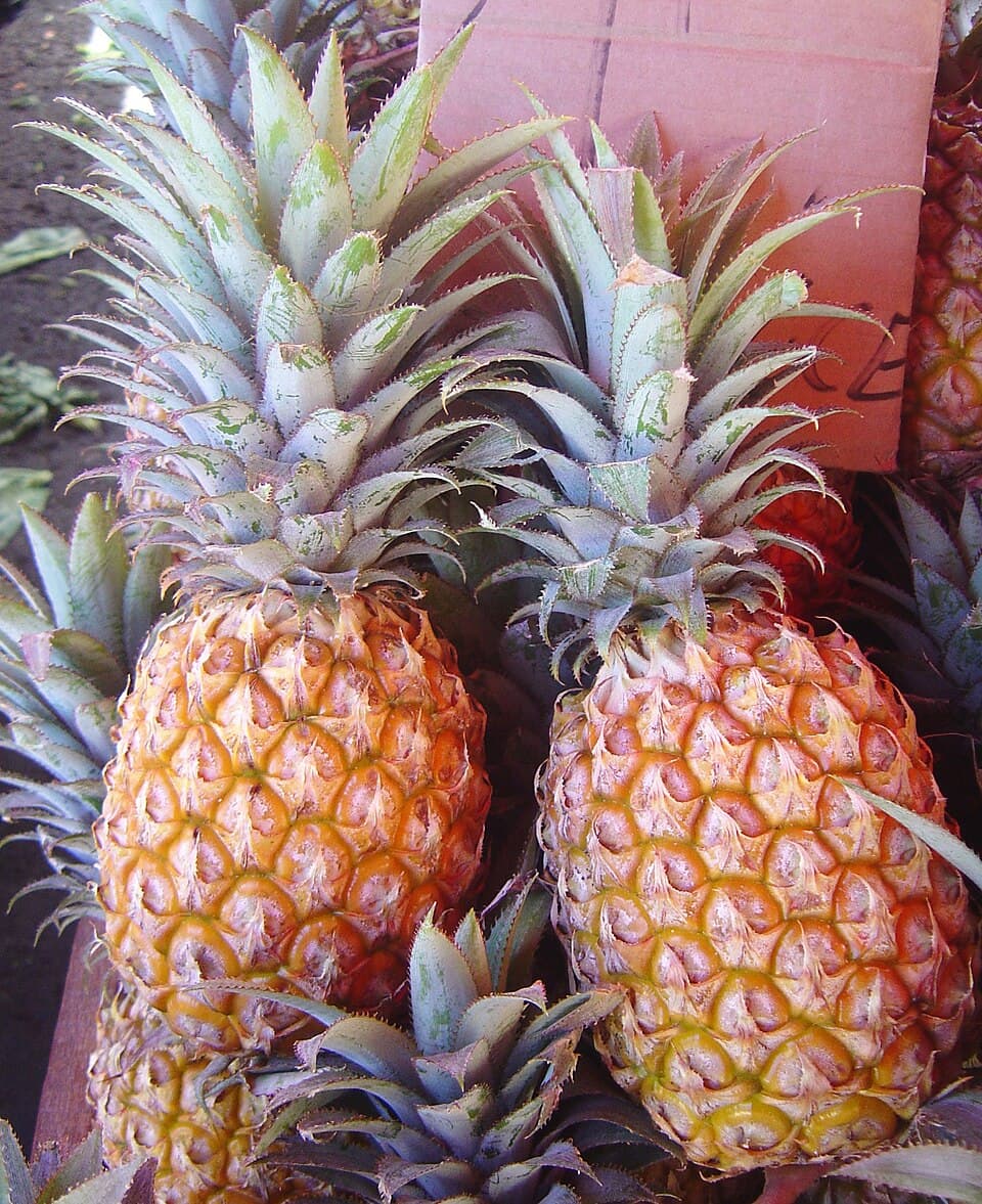 Golden Pineapple