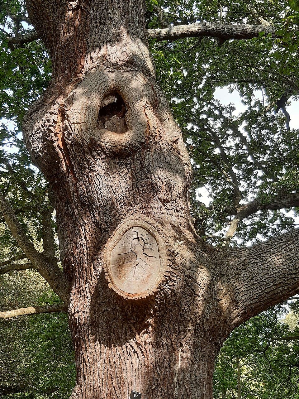 Healing Wood