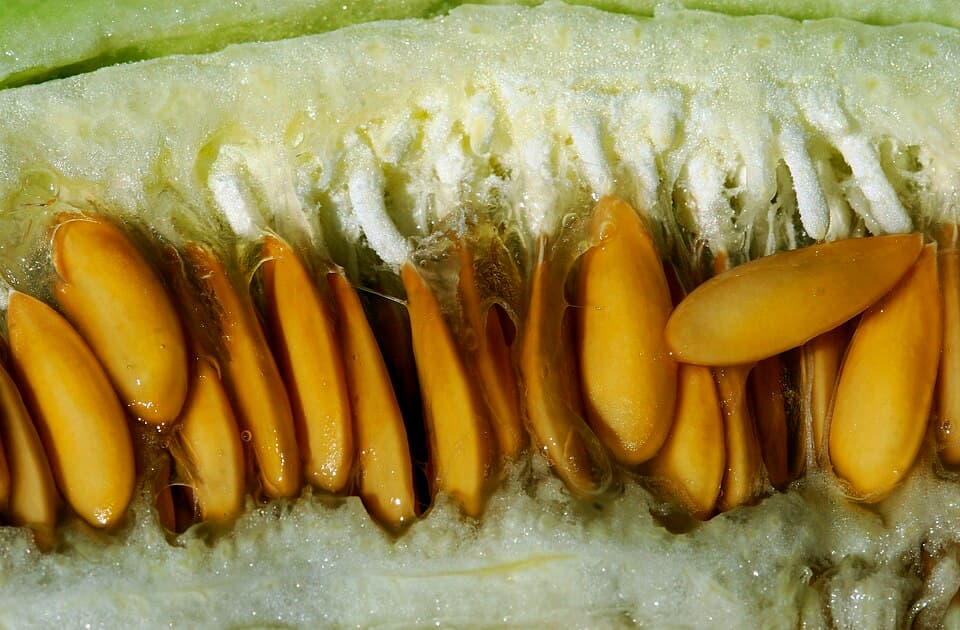 Honeydew
