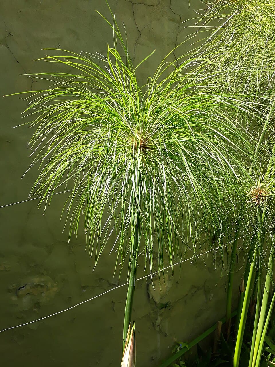 Indian Papyrus Essence