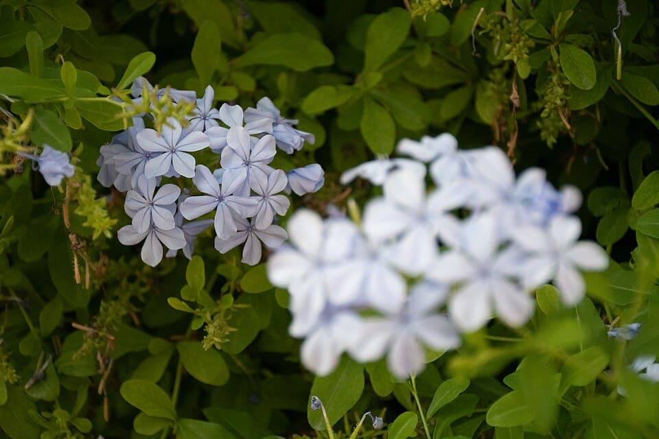 Jasmine