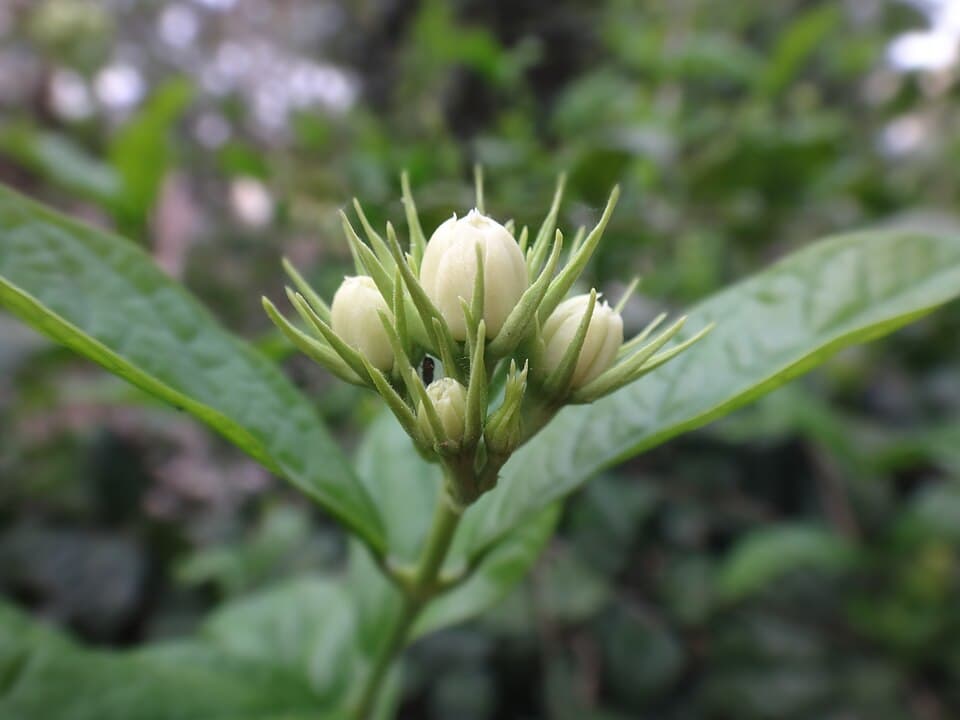 Jasmine Buds