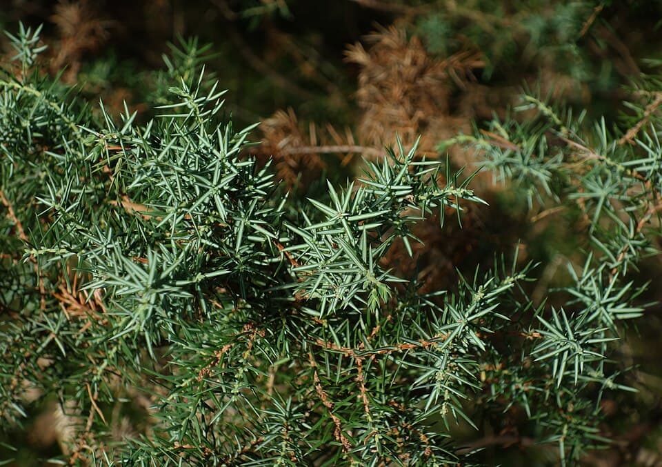 Juniper