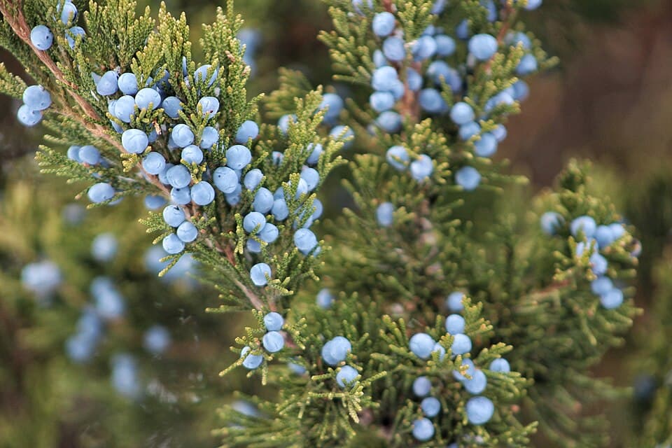 Juniper Berry