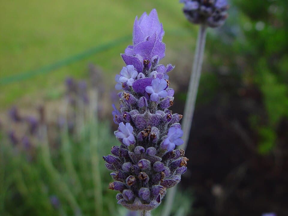 Lavender Blossom