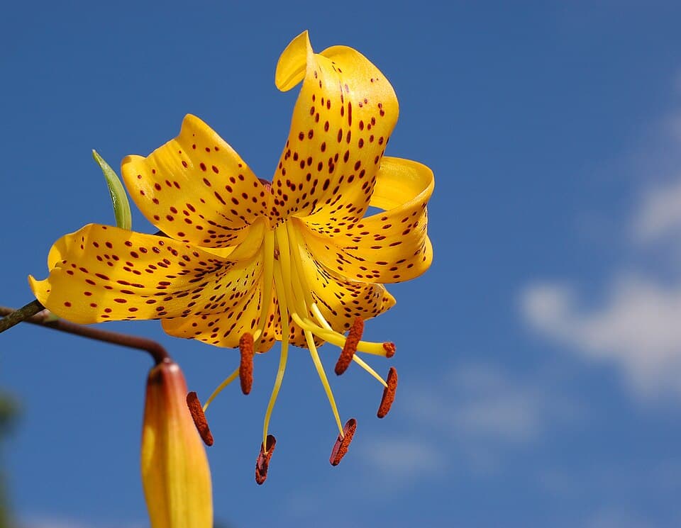 Lily