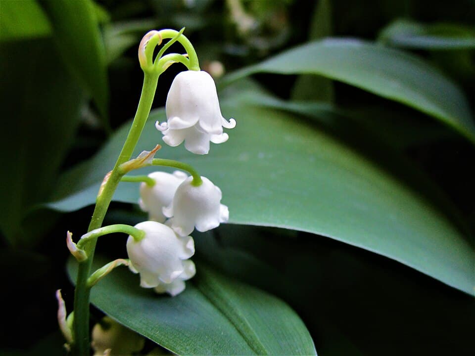 Lily of the Valley