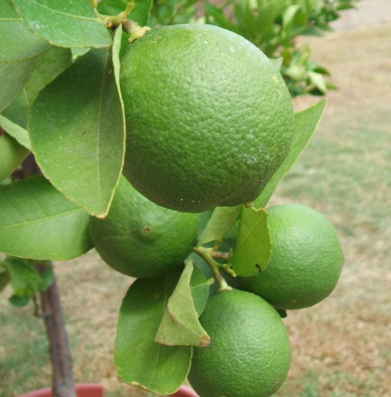 Lime