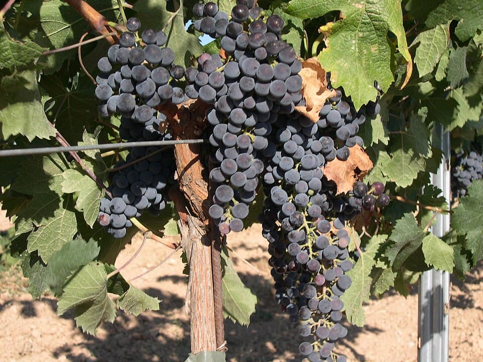 Merlot Wine