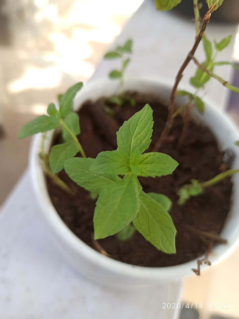 Mint