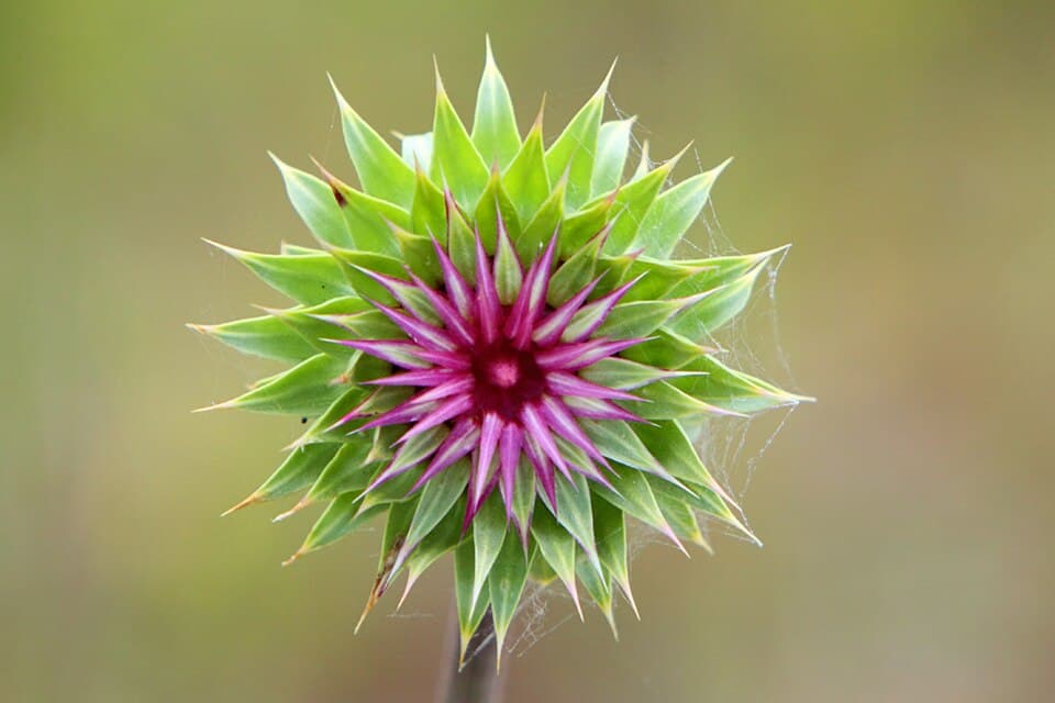 Musk Flower