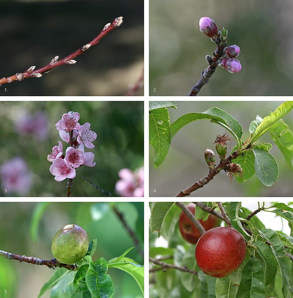Nectarine