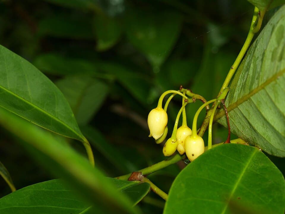 Nutmeg Flower