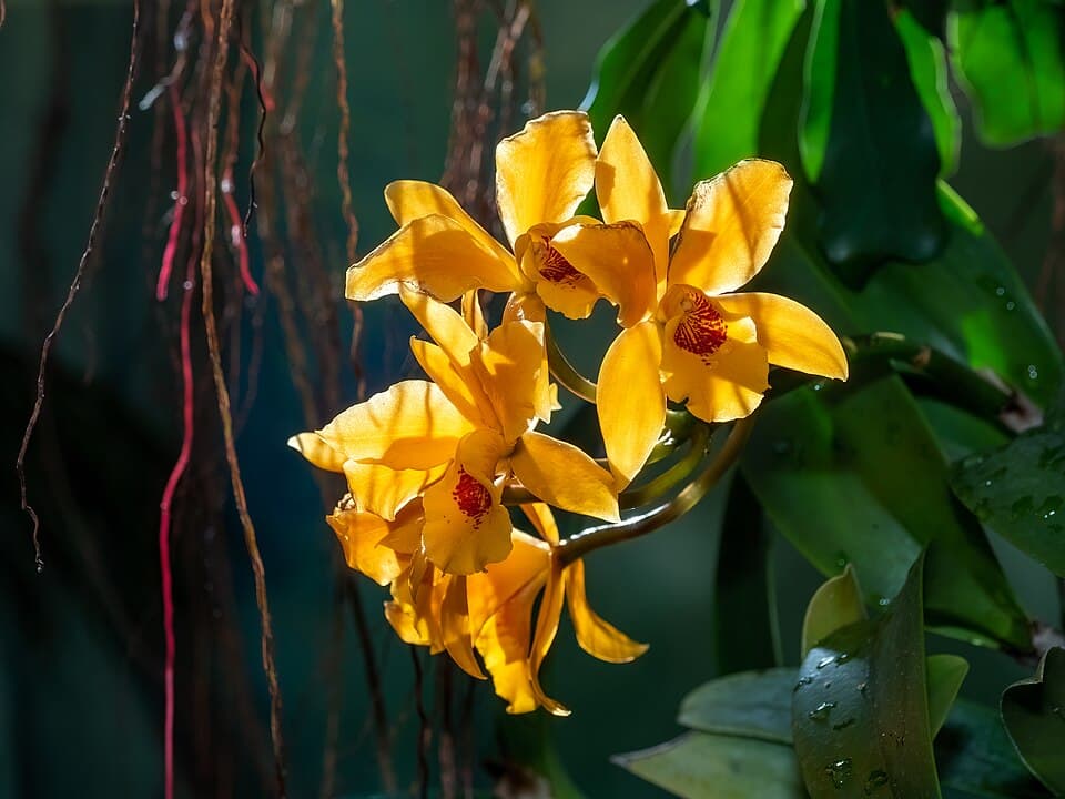 Orchid