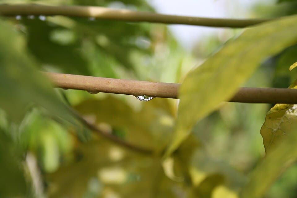 Papaya