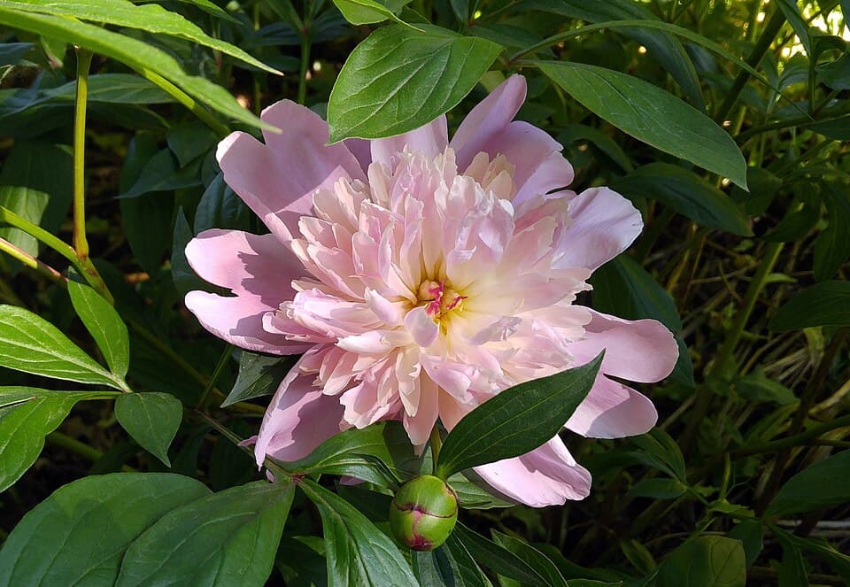 Peony Petals