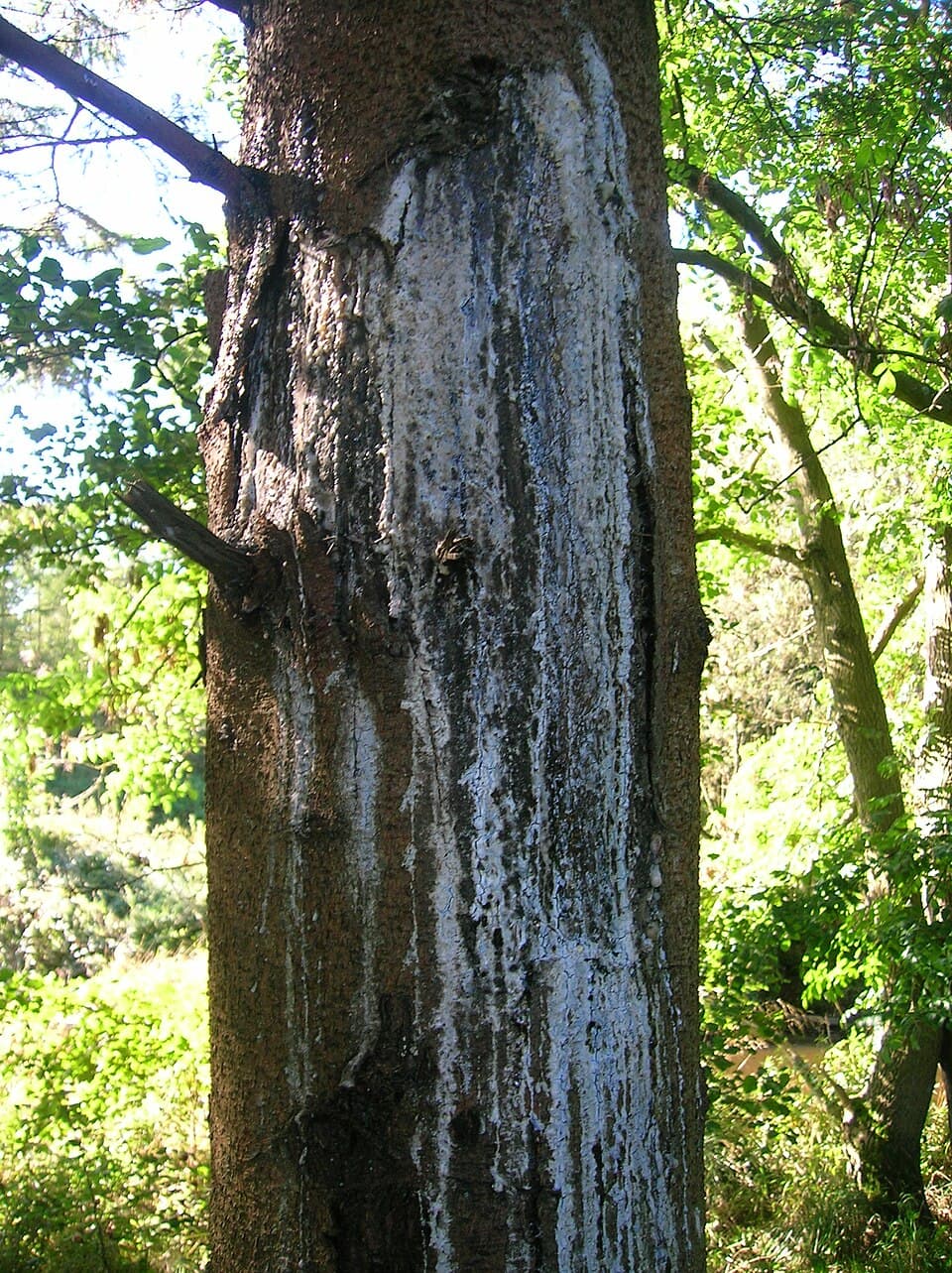 Pine Resin