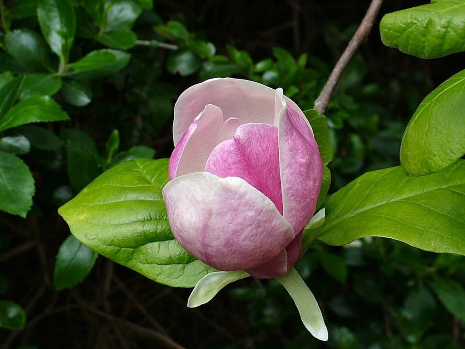 Pink Magnolia