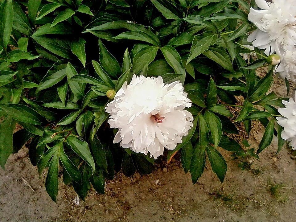Pink Peony