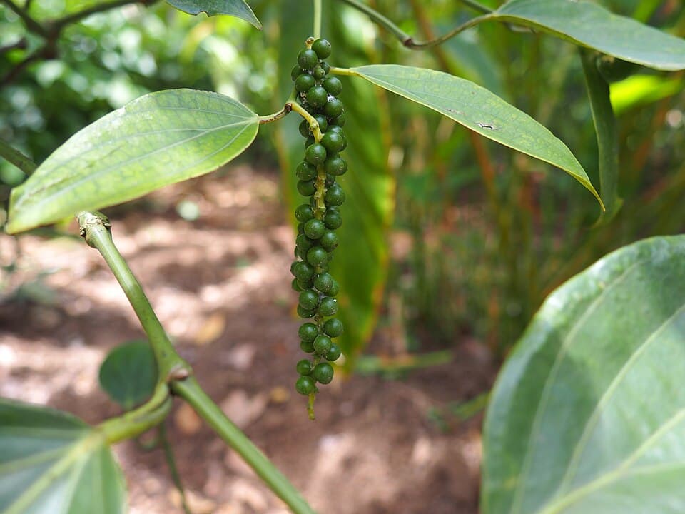 Pink Pepper