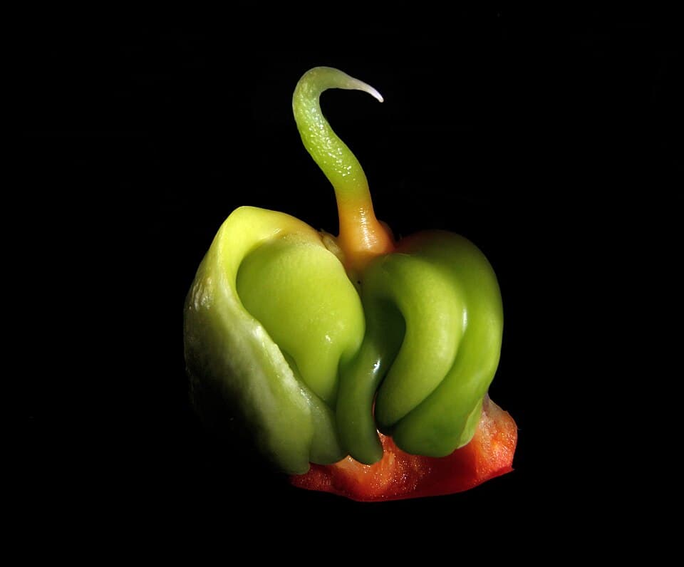 Pink Pepper Leaf