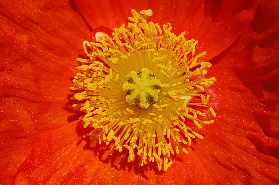 Poppy Accord